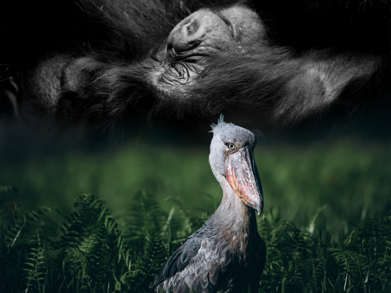 Gorilla Trekking